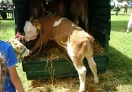 Csipke Hotel Kiskunhalas