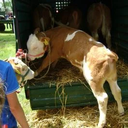 Csipke Hotel Kiskunhalas - Egyéb