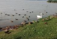 Emil Panzió Balatongyörök