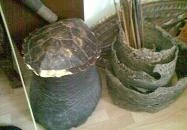 Emil Panzió Balatongyörök