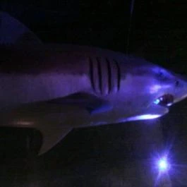 Fertőrákosi Kőfejtő, Fertőrákos - 