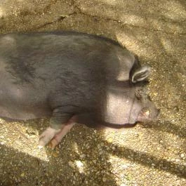 Hotel Mediterrán, Pécs - Egyéb