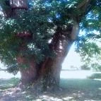 Hunor Hotel és Étterem Vásárosnamény - Környék