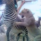 Hunor Hotel és Étterem Vásárosnamény - Környék