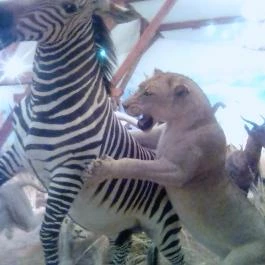 Hunor Hotel és Étterem Vásárosnamény - Környék