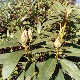 Korona Szálló, Sárvár - Környék