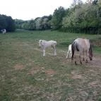 Naspolya Panzió & Étterem Bátaapáti - Szórakozás/Sport