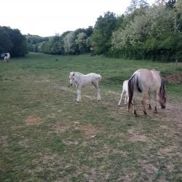 Naspolya Panzió & Étterem, Bátaapáti - Szórakozás/Sport