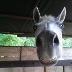 Orchidea Apartman Mórahalom - Környék