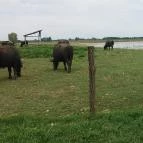 Orchidea Apartman Mórahalom - Környék