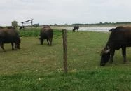 Orchidea Apartman Mórahalom