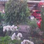 Ráday Apartman Makó - Medence/kert