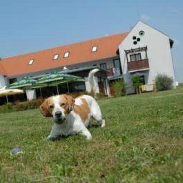 Hotel Villa Natura, Garabonc - Medence/kert