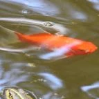 Termál Hotel Pávai Berekfürdő - Medence/kert