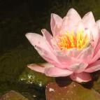 Termál Hotel Pávai Berekfürdő - Medence/kert