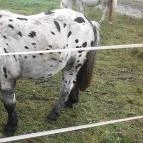 Club Dobogómajor Cserszegtomaj - Egyéb