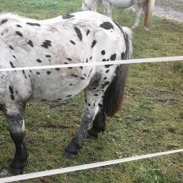 Club Dobogómajor Cserszegtomaj - Egyéb