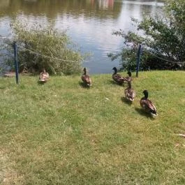 Hotel Európa Gunaras Dombóvár - Környék