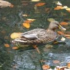 St. Kristóf Panzió Eger - Környék