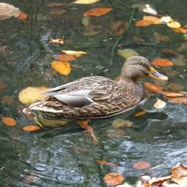 St. Kristóf Panzió Eger - Környék