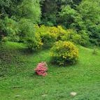 Azáleás-völgy Zalaegerszeg - Egyéb