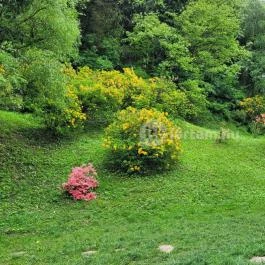 Azáleás-völgy Zalaegerszeg - Egyéb