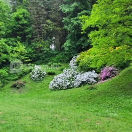 Azáleás-völgy Zalaegerszeg - Egyéb