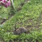 Kozárdi Kamra Kozárd - Egyéb