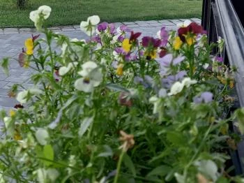 Rám Étterem Dömös