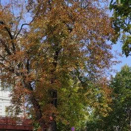 Danubius Hotel Marina, Balatonfüred - Egyéb