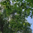 Világos Hotel Balatonvilágos - Egyéb