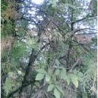 Calimbra Konferencia & Wellness Hotel Miskolctapolca - Környék