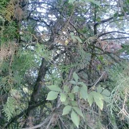 Calimbra Konferencia & Wellness Hotel Miskolctapolca - Környék