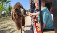 Richter Safari Park, Nagykőrös