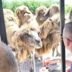 Richter Safari Park Nagykőrös - Külső kép
