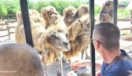 Richter Safari Park, Nagykőrös