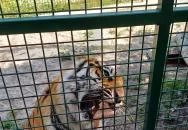 Richter Safari Park Nagykőrös