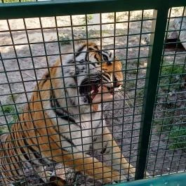 Richter Safari Park Nagykőrös - Egyéb
