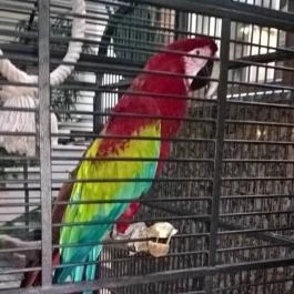 NaturMed Hotel Carbona Hévíz - Egyéb