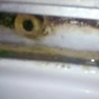 Hotel Bellevue Esztergom - Egyéb