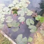 Hévíz Lacikonyha Hévíz - Külső kép