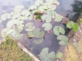 Hévíz Lacikonyha Hévíz