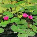 Hévíz Lacikonyha Hévíz - Külső kép