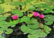 Hévíz Lacikonyha Hévíz