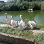 Tisza-tavi Ökocentrum Poroszló - Külső kép