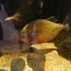 Tisza-tavi Ökocentrum Poroszló - Belső