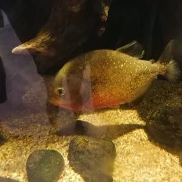 Tisza-tavi Ökocentrum Poroszló - Belső