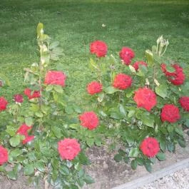 Fried Kastély Hotel Simontornya - Környék