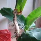 Golden Ball Club Hotel Győr - Egyéb