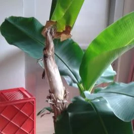 Golden Ball Club Hotel, Győr - Egyéb